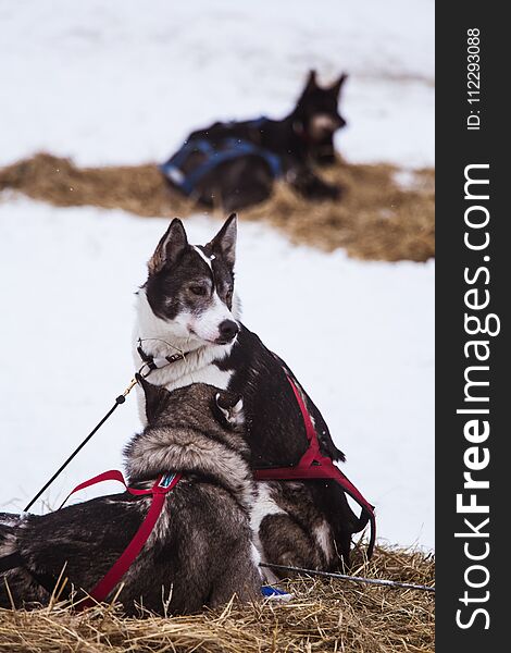 Beautiful Alaska Husky Dogs Resting During A Sled Dog Race.