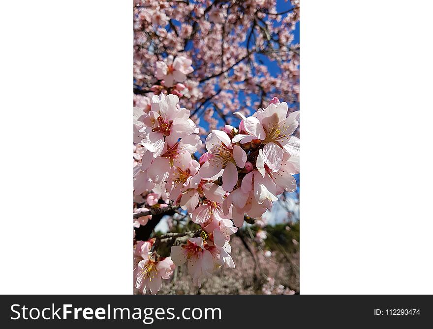 Sun brings almond trees to life. Sun brings almond trees to life