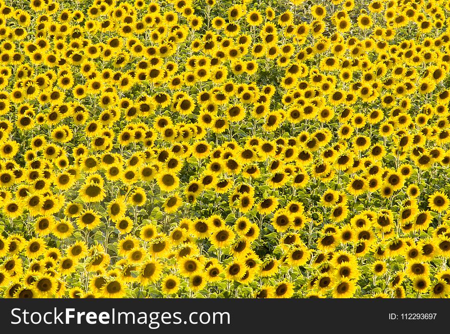 Field of yellow sunflowers waiting to be collected at the arrival of autumn