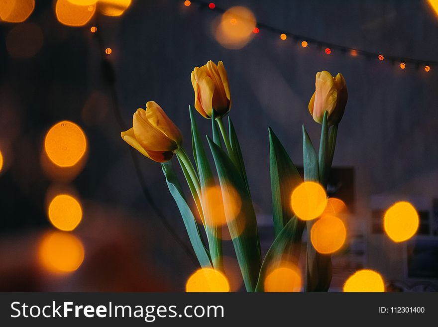 Orange Tulips With Bokeh Lights