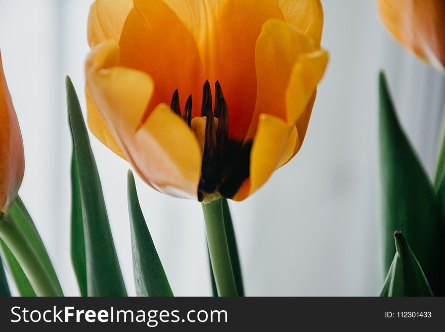 Shallow Focus Photography of Yellow Flower