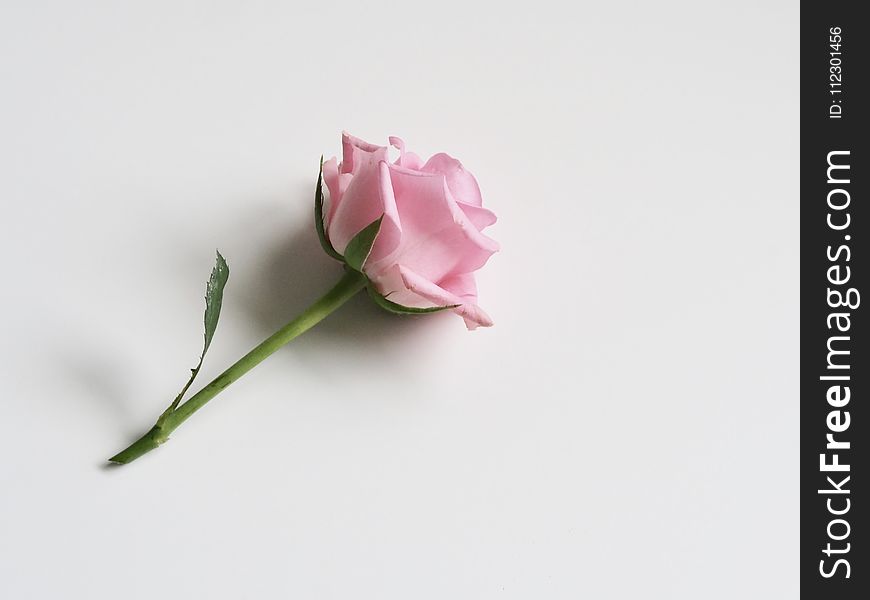 Photo Of Pink Rose On White Surface