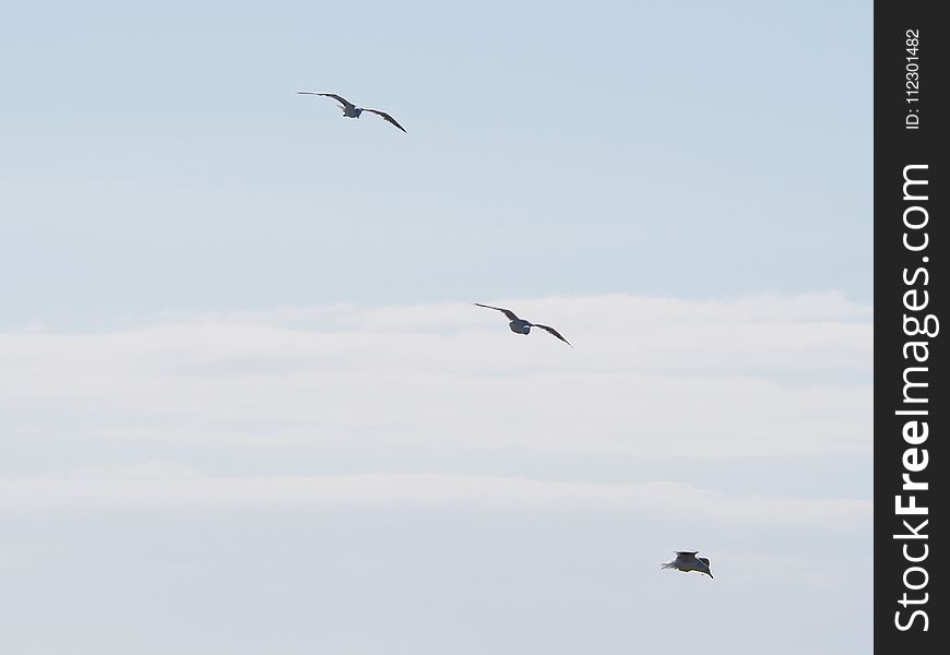 Three Birds Flying Under Blue Sky at Daytime