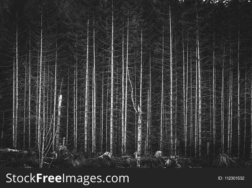 Greyscale Photography of Bare Trees