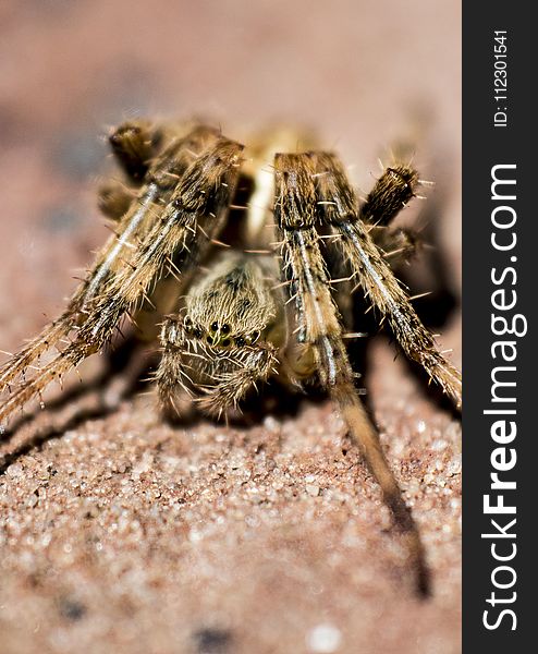 Macro Photography of Brown Barn Spider