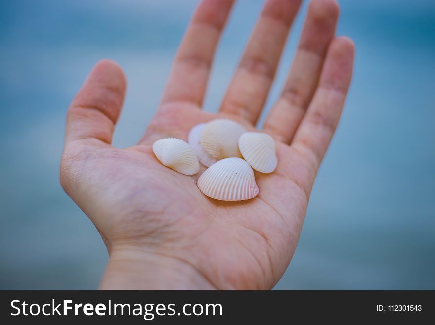 Sea Shells In Person&x27;s Hand