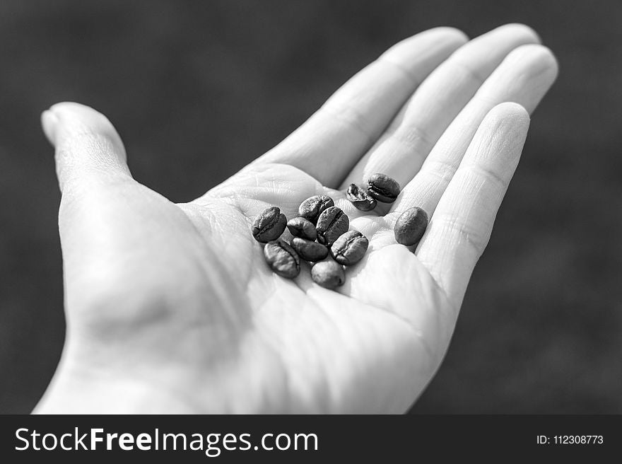 Grayscale Photo of Coffee Beans in Person&#x27;s Palm