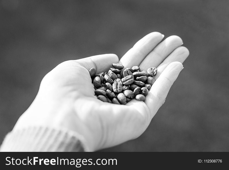 Woman Holds Coffee Beans