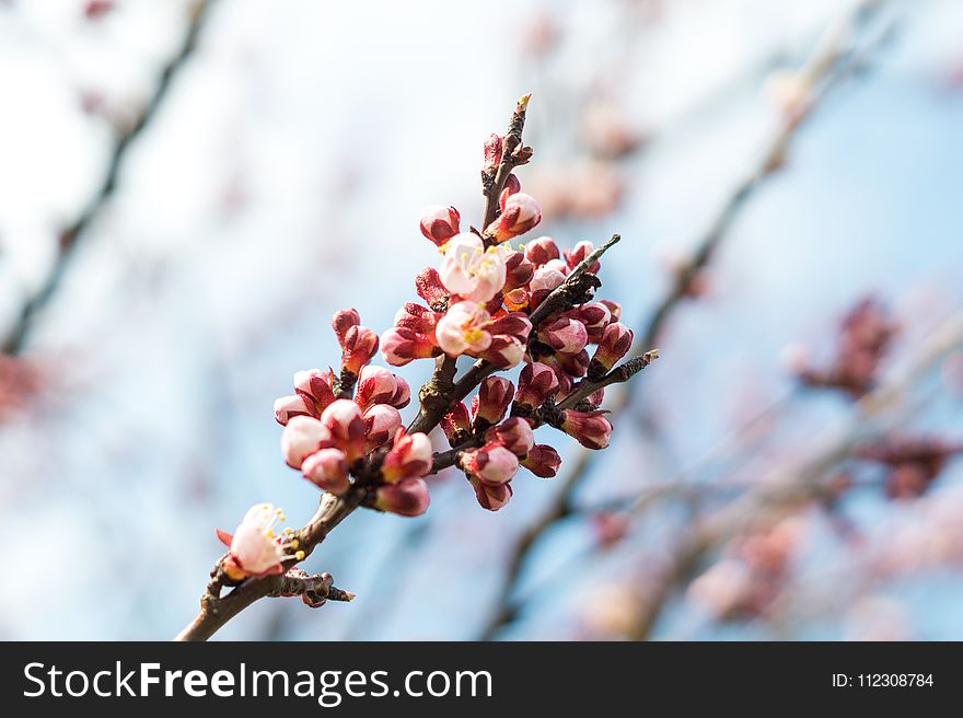 Selective Focus Photography Of Red And Beige Flowers