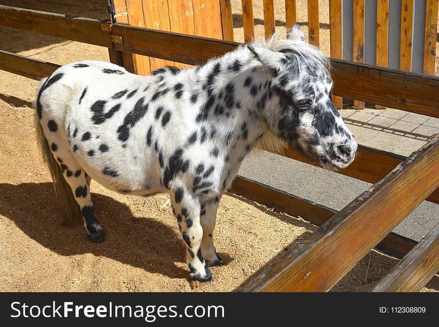 White And Black Pony