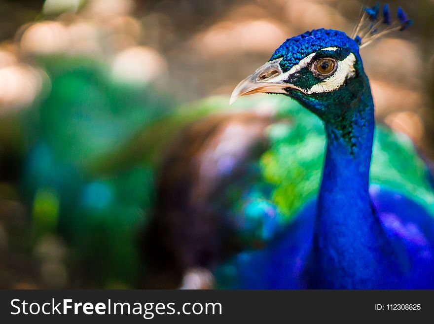 Tilt Shift Lens Photography of Blue Peacock