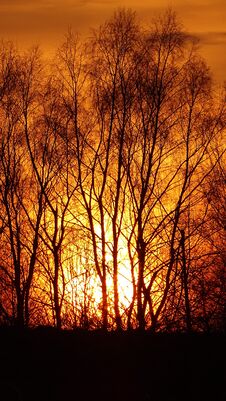 Photo In Nature,the Trees,the Crimson Sunset,evening Photo Royalty Free Stock Photos
