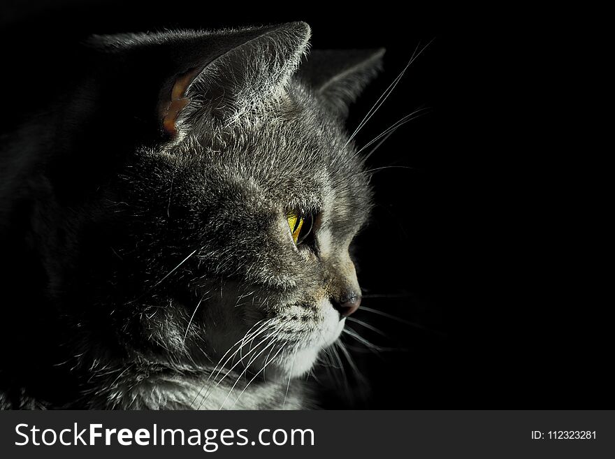 British cat in a dark room with a small light source