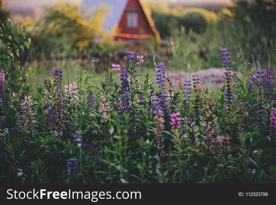 Summer rural view with old rustic farmhouse and flower meadow