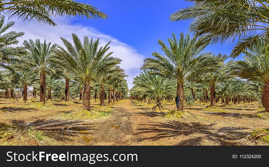 Plantation of Dates, maintenance. Tropical agriculture industry in the Middle East