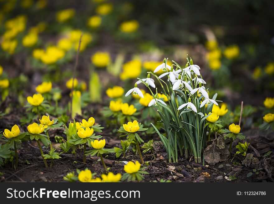 Snowdrops and Winter Aconites in springtime. Snowdrops and Winter Aconites in springtime