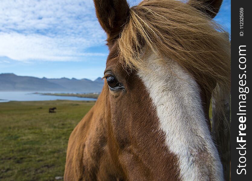 Horse on the Ringroad