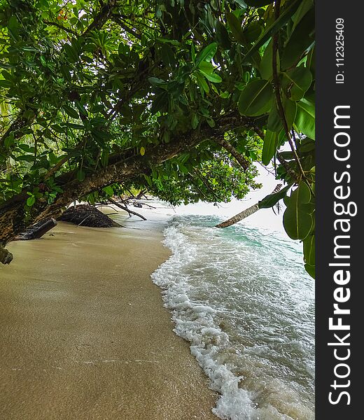 Green Palm Tree On The Coast Of La Miel Panama