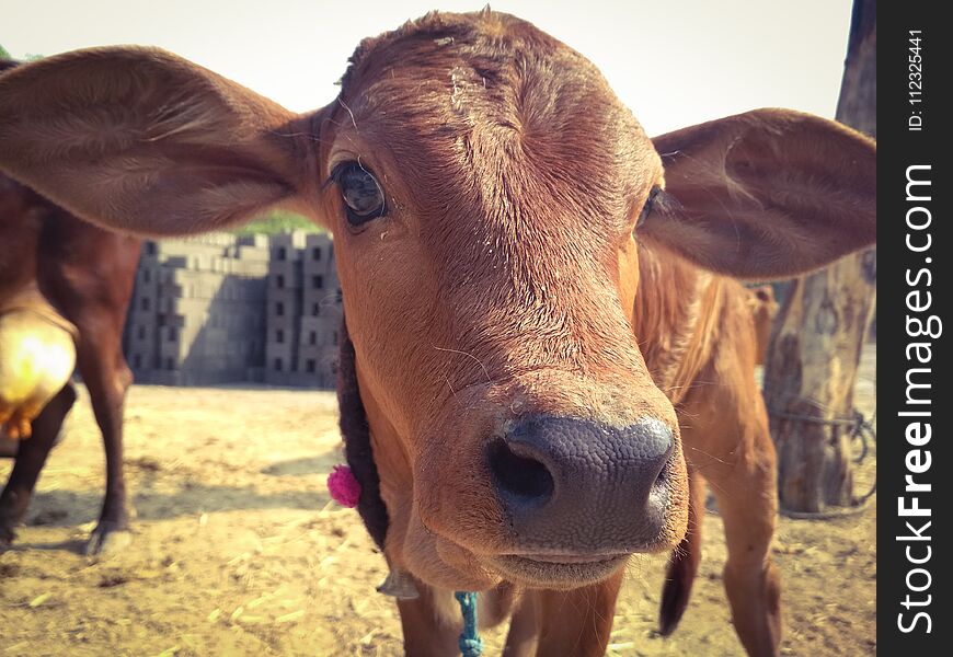 Brown young calf looking at camera during sunny day. Brown young calf looking at camera during sunny day