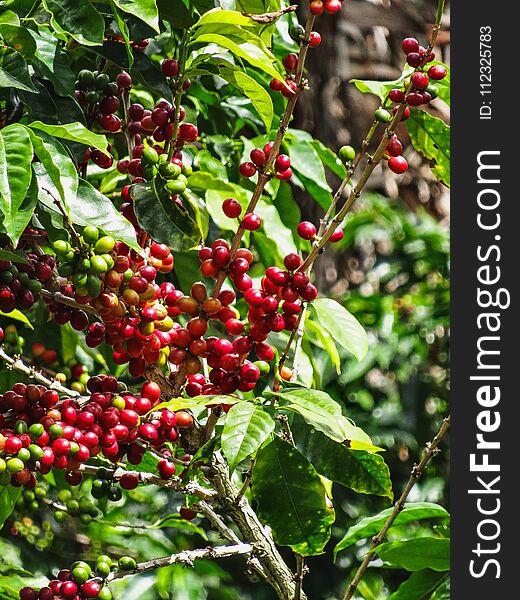 Coffee cherries on a coffee tree in boquete panama