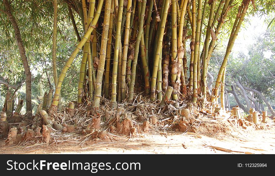 Clump of golden bamboo and topical plants with warm sunshine in Poovar island India