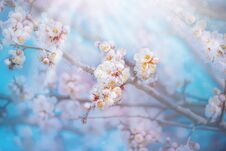 White Apricot Flowers. Beautiful Flowering Apricot Tree. Stock Photography White Apricot Flowers. Beautiful Flowering Apricot Tree. Stock Photography