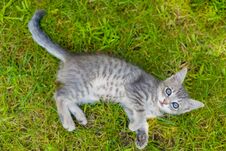 Cute Blue Eyed Kitty Cat Playing In The Grass Stock Photography