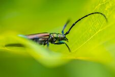 Beautiful Blue Insect On A Green Leaf Under Sunlight Stock Photos