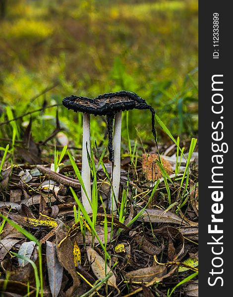 Black and white, Inky cap mushrooms near the city road. Black and white, Inky cap mushrooms near the city road.