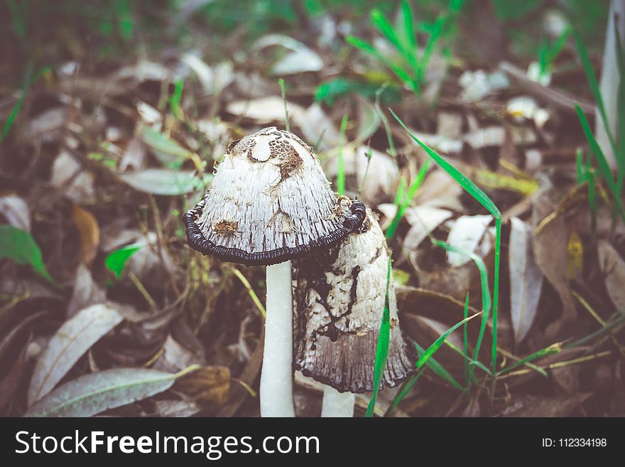 Black and white, Inky cap mushrooms near the city road. Black and white, Inky cap mushrooms near the city road.