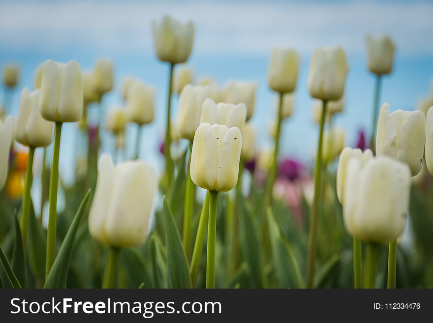 Bright tulips blooming, spring flowers in the flowerbed, city streets decoration. Bright tulips blooming, spring flowers in the flowerbed, city streets decoration.