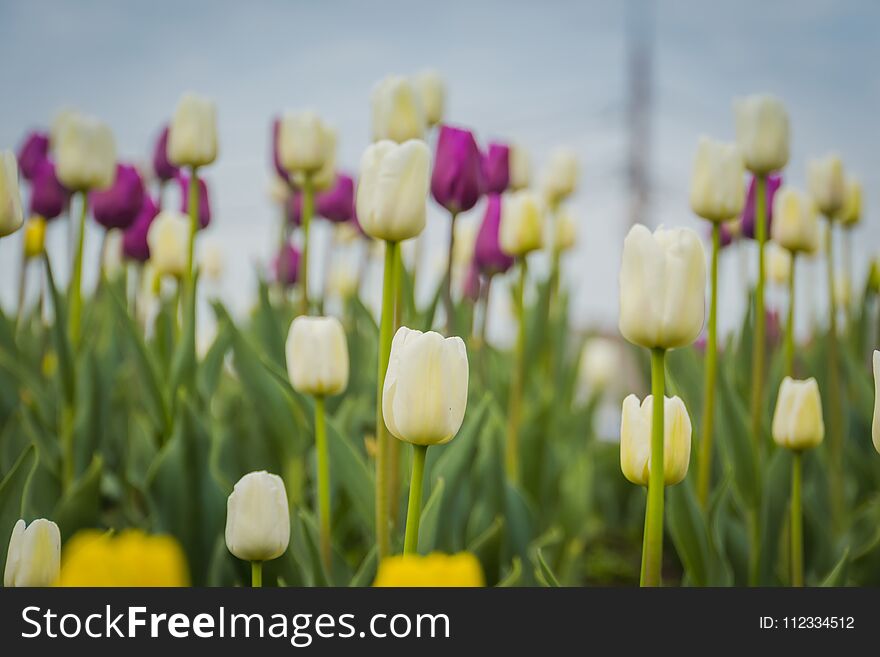 Bright tulips blooming, spring flowers in the flowerbed, city streets decoration. Bright tulips blooming, spring flowers in the flowerbed, city streets decoration.