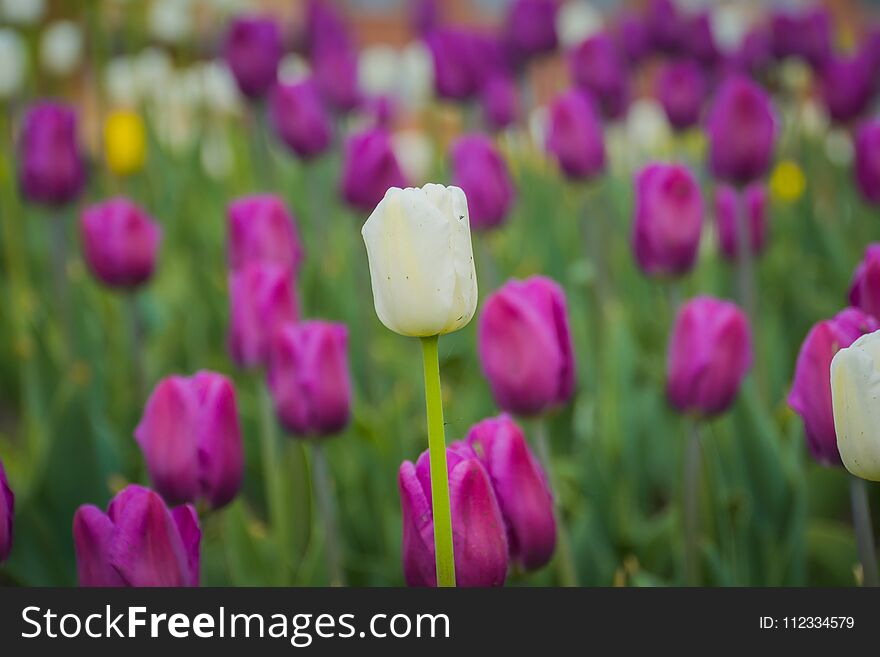 Tulips Blooming In The Flowerbed