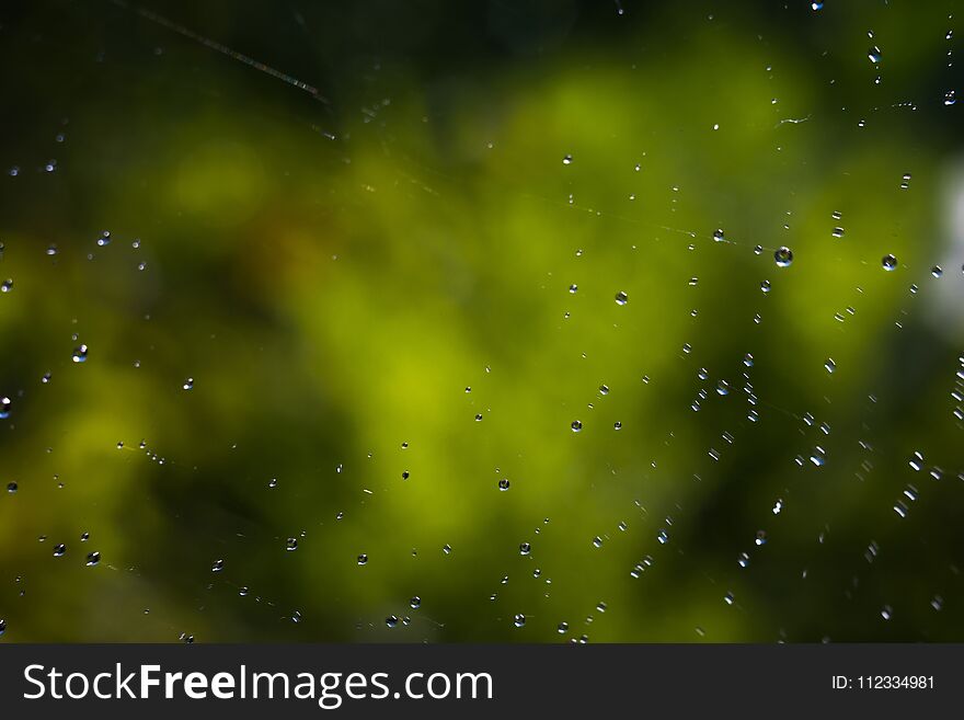 Drops of water on spider web natural background. Drops of water on spider web natural background.