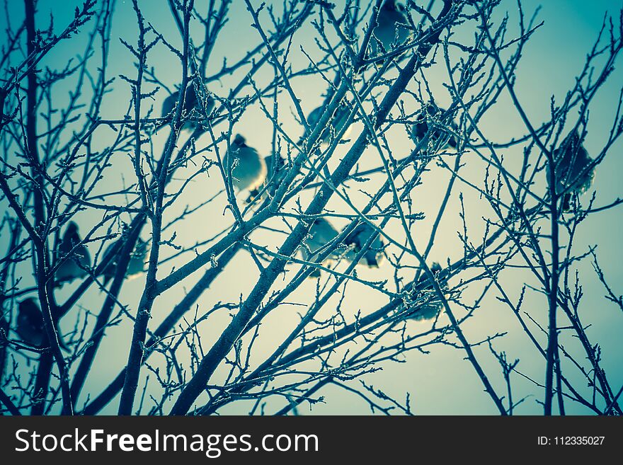 Waxwings on Winter Tree Retro