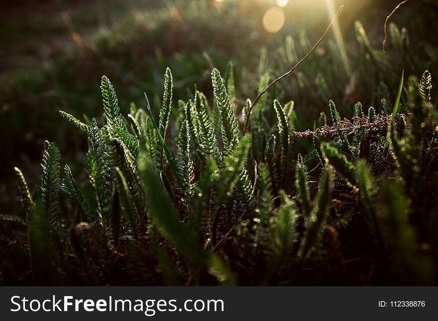 Green plants grow under the rays of the sun at sunrise. Green plants grow under the rays of the sun at sunrise