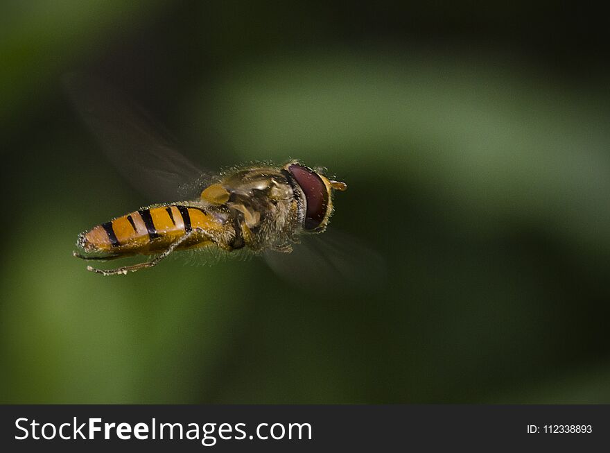 Hoverfly in flight macro