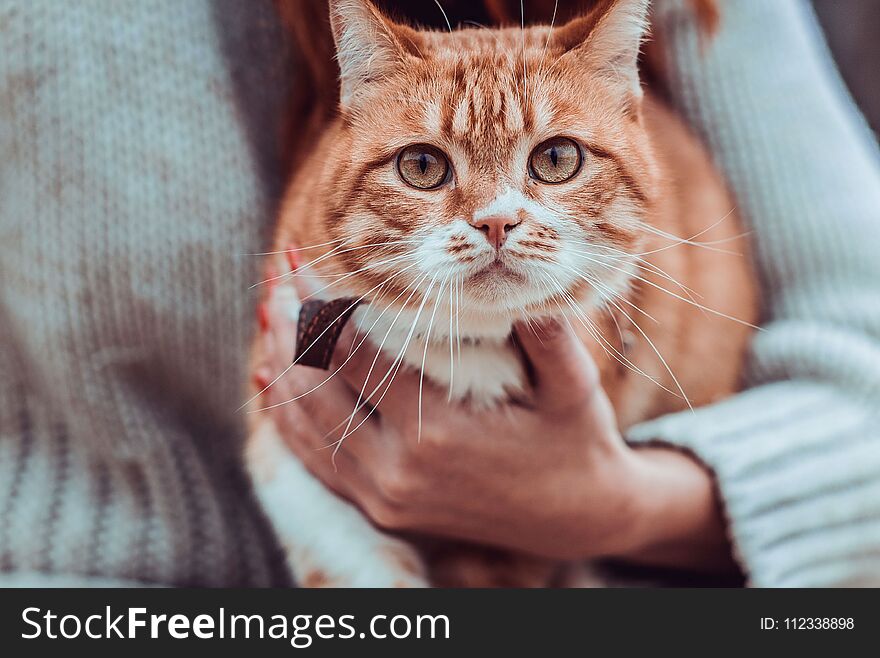 Red cat looking directly at the hands of a girl. Red cat looking directly at the hands of a girl