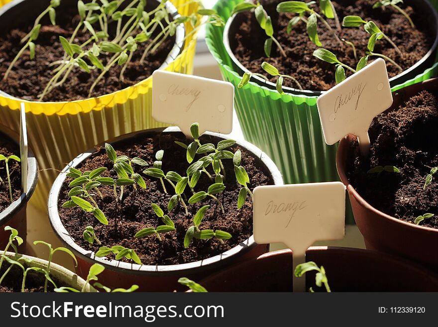 Young tomato seedlings with plastic tags in pots .