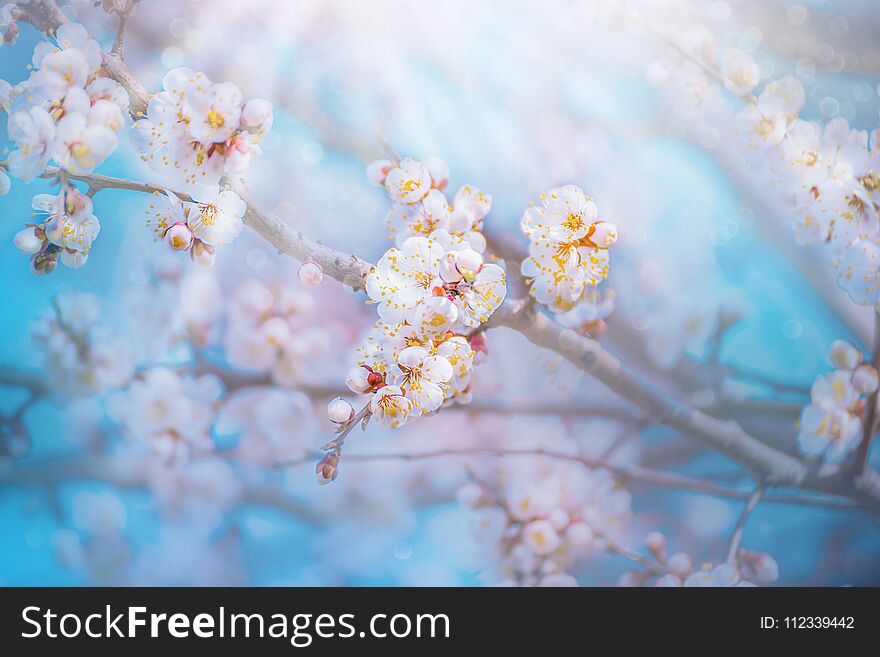 White Apricot Flowers. Beautiful Flowering Apricot Tree.