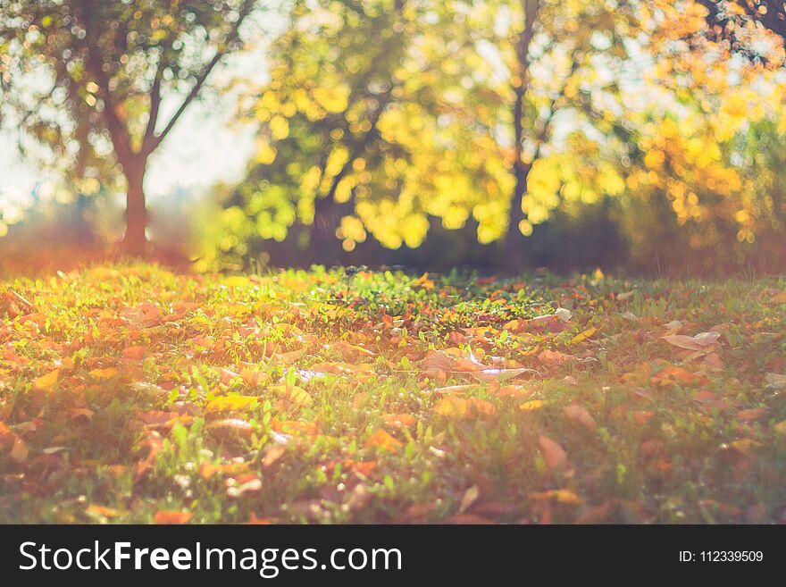 Colorful autumn leaves and soft sunlight with blurred bokeh background. Colorful autumn leaves and soft sunlight with blurred bokeh background