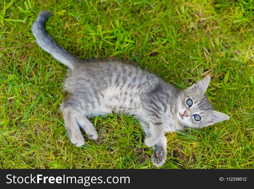 Kitty cat playing in the grass. Blue eyes and gray fur. Kitty cat playing in the grass. Blue eyes and gray fur