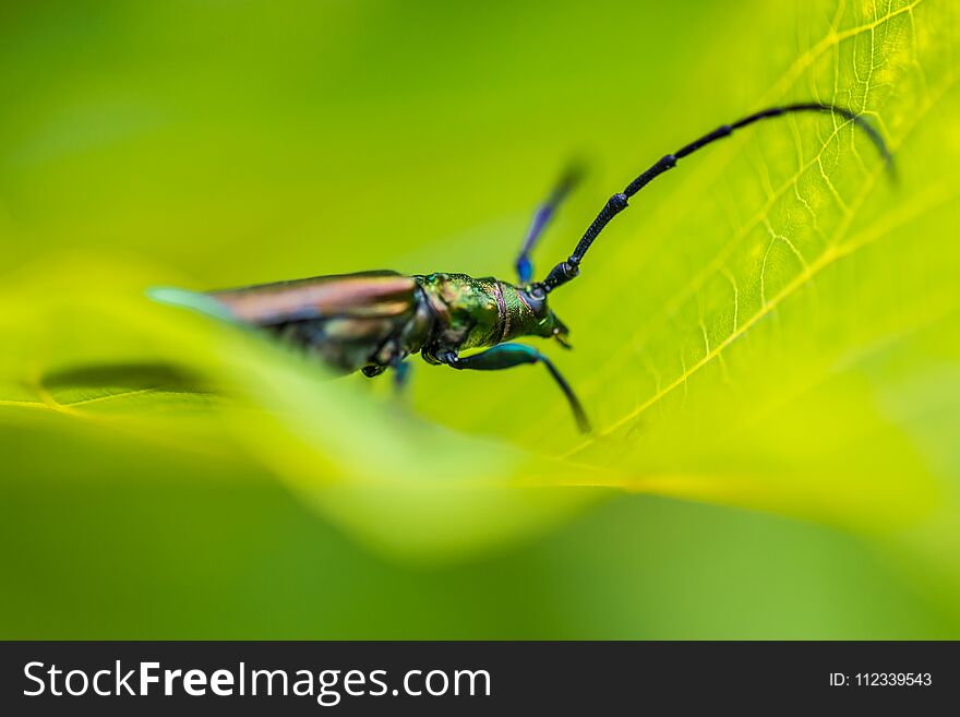 Giant blue insect on green detailed leaf. Giant blue insect on green detailed leaf