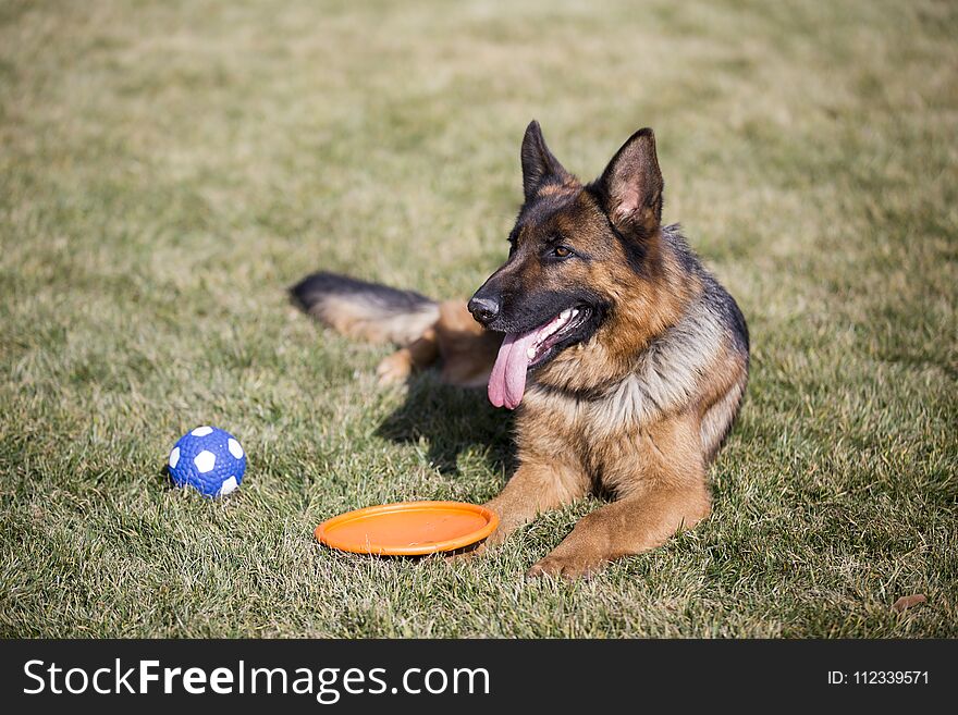 German Shepherd Dog