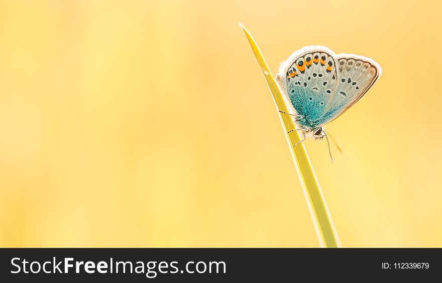 Tranquil nature background. Close-up of sunset nature meadow and butterfly. Abstract colors. Tranquil nature background. Close-up of sunset nature meadow and butterfly. Abstract colors