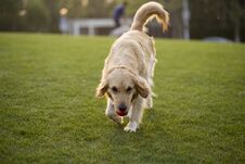 Golden Retriever Royalty Free Stock Images