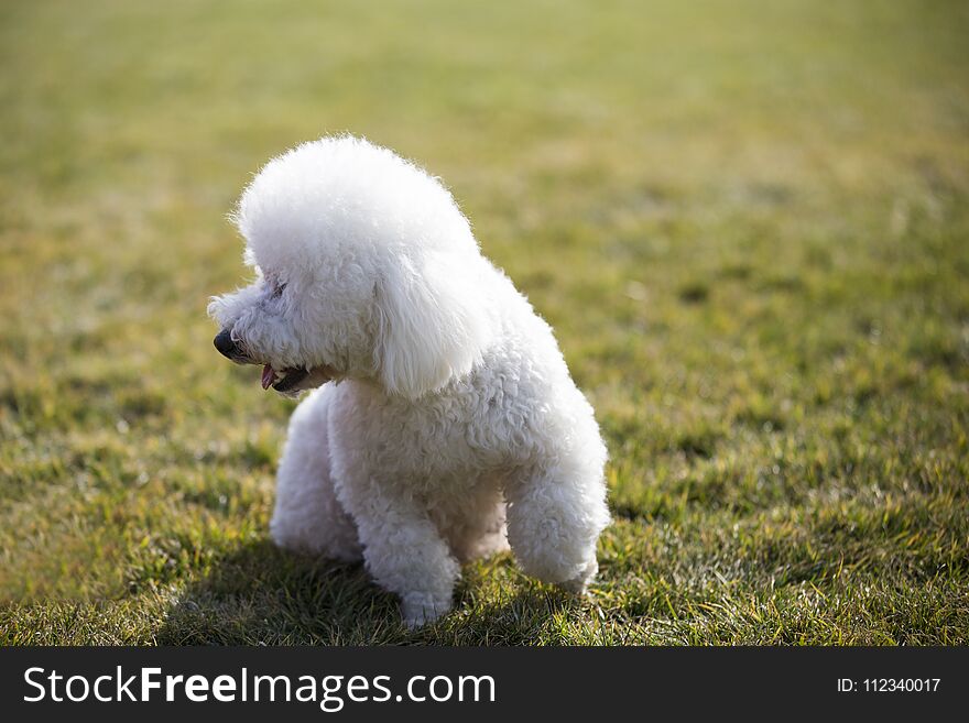 Bichon frise French: Bichon Fris, meaning `white curly pet puppies` native to the Mediterranean region, is a small dog breeds. It`s a common pet that looks like Mar Zis. They do not naturally hairs, so the hair needs to be sorted. The color is usually white. The original said Pakistan after the Bichon frise, contracted to Bichon frise. Suspicion is the descendant of the Babbitt and the water hunting dog. Is a small white powder puff, strong dog, with a cheerful disposition, from its feather merrily rolled in behind the tail and curious eyes can be reflected. It is very lovely and is very popular with everyone. Now it is regarded as a domestic pet, so it is necessary to deal with its hair, disease and so on. Bichon frise good-natured, sensitive, naughty and lovely. The characteristic of the amusing person is the pure mark of the variety, or at least it should be. The overall appearance, Bichon frise is a small dog, robust, adorable, small fluffy tail attached to the back, with a pair of black eyes full of curiosity. At the same time, it is graceful and flexible. Another advantage is that it will not lose its hair and its activity space is small, mainly distributed in Europe. But in recent years, people in some Asian countries are also beginning to like to breed such cute little dogs, and their distribution is expanding.