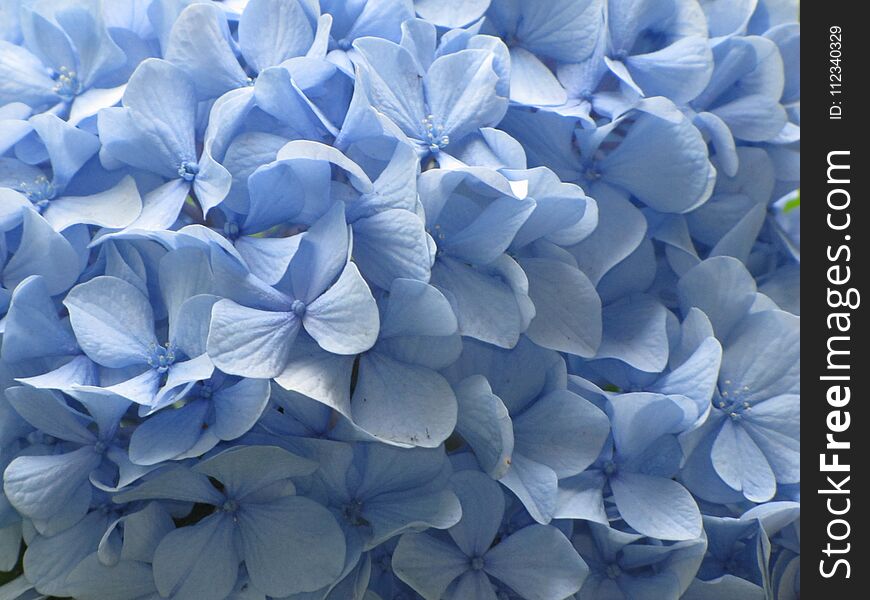 Hydrangeas with blue, white and pink blossoms on different types of bushes. Hydrangeas with blue, white and pink blossoms on different types of bushes