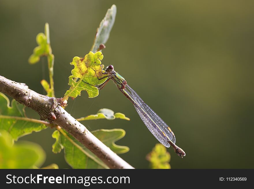 Detail Closeup Of A Western Willow Emerald Damselfly Chalcolestes Viridis