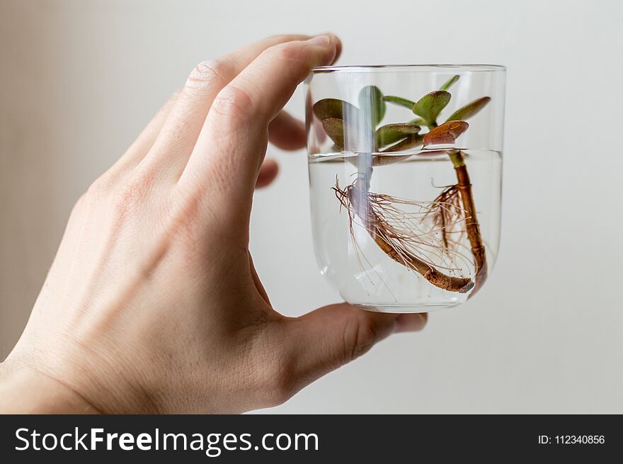 Close-up photo of the male arm holding a glass jar with clean water and small succulent plant inside. Concept of ecology, treatmen